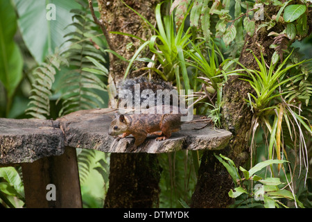 Bunte Eichhörnchen (Sciurus Variegatoides). In einem privaten Garten. Costa Rica. Endemische Mittelamerika. Stockfoto