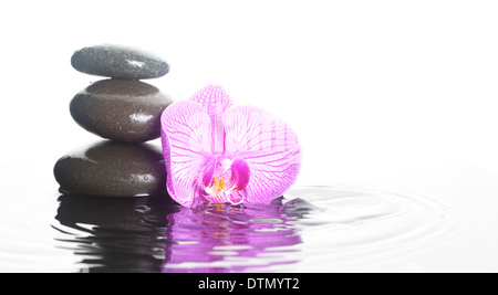 Blume und Steinen im Plätschern des Wassers Stockfoto