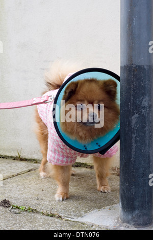 ein Deutscher Zwergspitz Hund für einen Spaziergang, eine schützende Lampenschirm Art Halsband für den Schutz, die nach einer Operation genommen Stockfoto