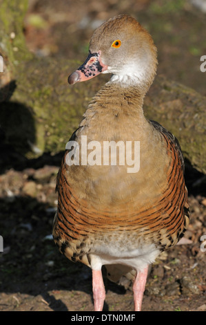 Gefiederte Pfeifen-Ente - Dendrocygna eytoni Stockfoto