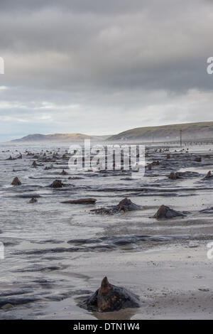 Borth, Wales, UK. 19. Februar 2014.   Die letzten großen Stürme und Sturmstärke, die Winde abgestreift haben erstreckt sich ein Großteil der Sand aus der Strand zwischen Borth und Ynyslas an der Westküste von Wales nördlich von Aberystwyth, uralten Wäldern, mit den Resten der Eichen stammt aus der Bronzezeit, vor 6.000 Jahren offenbart.  Die antiken Überreste werden von einigen als der Ursprung der Legende von "Cantre'r Gwealod" sagte, einen mythischen Königreich jetzt eingetaucht unter Wasser Pif Cardigan Bay Credit: Keith Morris/Alamy Live-Nachrichten Stockfoto