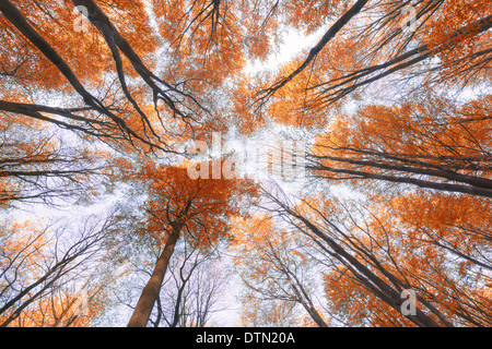 Herbst Baum Top Farben Stockfoto