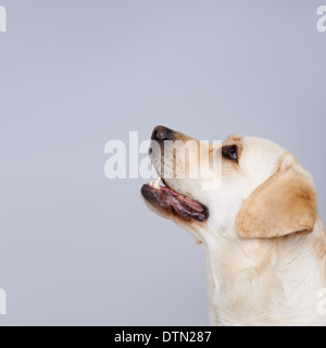 Golden Labrador retriever Stockfoto