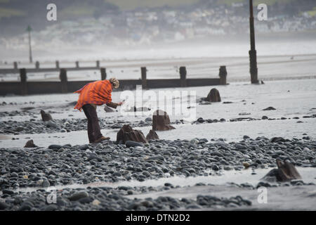 Borth, Wales, UK. 19. Februar 2014.   Künstlerin REBECCA De WINTER Photograohs einige der exponierten Baum Stümpfe Borth-Strand, der letzten großen Stürme und orkanartigen Winden abgestreift haben, erstreckt sich ein Großteil der Sand aus des Strandes zwischen Borth und Ynyslas an der Westküste von Wales nördlich von Aberystwyth, offenbart der alten Wälder, mit den Resten der Eichen aus der Bronzezeit , vor 6.000 Jahren.    Die antiken Überreste werden von einigen als der Ursprung der Legende von "Cantre'r Gwealod" sagte, einen mythischen Königreich jetzt eingetaucht unter Wasser Pif Cardigan Bay Foto © Keith mor Stockfoto