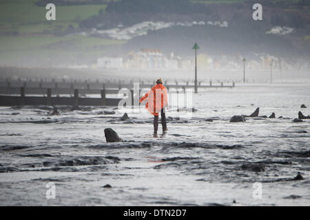 Borth, Wales, UK. 19. Februar 2014.   Künstlerin REBECCA De WINTER Fotos einige der exponierten Baum Stümpfe Borth-Strand, der letzten großen Stürme und orkanartigen Winden abgestreift haben, erstreckt sich ein Großteil der Sand aus des Strandes zwischen Borth und Ynyslas an der Westküste von Wales nördlich von Aberystwyth, offenbart der alten Wälder, mit den Resten der Eichen aus der Bronzezeit , vor 6.000 Jahren.    Die antiken Überreste sollen von einigen als der Ursprung der Legende von "Cantre'r Gwealod", einer mythischen Königreich nun untergetaucht unter dem Wasser des Cardigan Bay Foto © Keith Morrris Stockfoto