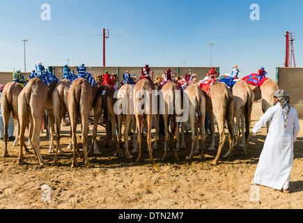 Kamelrennen in Dubai Camel Racing Club in Al Marmoum in Dubai Vereinigte Arabische Emirate Stockfoto