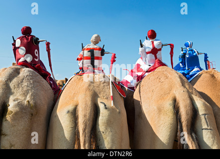 Ferngesteuerte Roboter Jockeys bei Kamelrennen in Dubai Camel Racing Club in Al Marmoum in Dubai Vereinigte Arabische Emirate Stockfoto