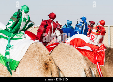 Ferngesteuerte Roboter Jockeys bei Kamelrennen in Dubai Camel Racing Club in Al Marmoum in Dubai Vereinigte Arabische Emirate Stockfoto