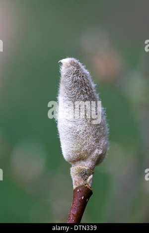 Einzelne Knospe auf Magnolia "Himbeer-Eis". Stockfoto