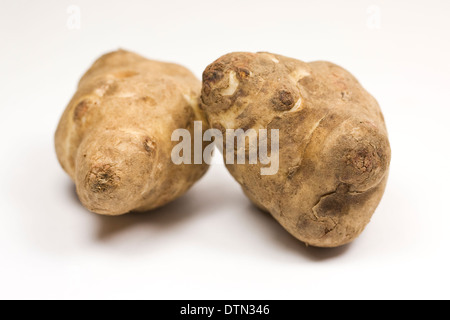 Helianthus Tuberosus. Zwei Topinambur auf weißem Hintergrund. Stockfoto