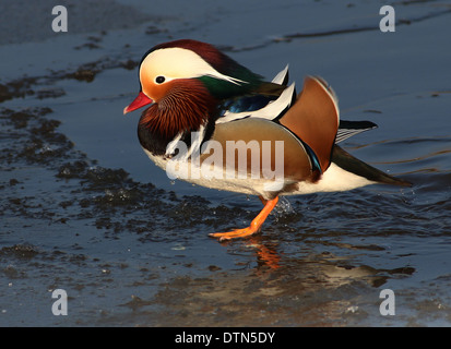 Männliche Mandarinente (Aix Galericulata) posiert auf dem Eis Stockfoto