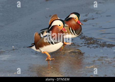 Paar von zwei männlichen Mandarinenten (Aix Galericulata) zu Fuß auf dem Eis Stockfoto