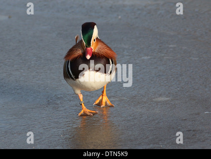 Nahaufnahme der eine männliche Mandarinente (Aix Galericulata) zu Fuß auf dem Eis Stockfoto