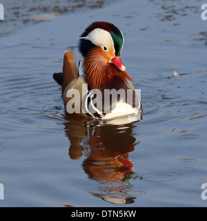 Nahaufnahme der eine männliche Mandarinente (Aix Galericulata) im Winter Einstellung Stockfoto