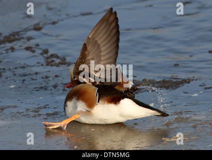 Nahaufnahme der eine männliche Mandarinente (Aix Galericulata) im Winter Einstellung, Ausrutschen auf dem Eis, Tragfläche nach oben in der Luft Stockfoto