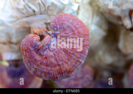 Lingzhi Pilz Stockfoto