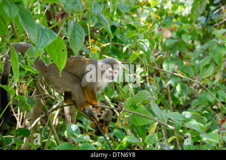 Französisch-Guayana, Heil Inseln Ile Royale. Wilde Eichhörnchen-Affe (Saimiri Sciureus) im Baum. Stockfoto