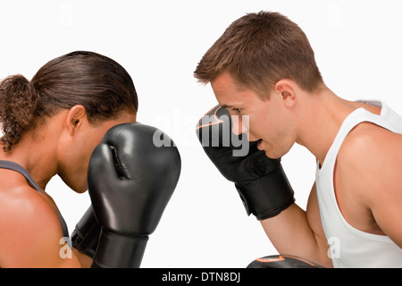 Seitenansicht der beiden Boxer Stockfoto