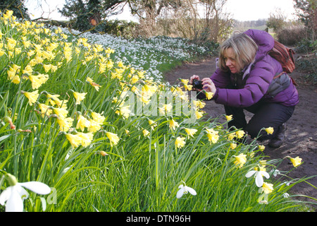 Besucher auf Hodsock Priory fotografieren Narzissen Narcissus Cedric Morris in dieser Grafschaft Startseite offene Gärten, Nottinghamshire, UK Stockfoto