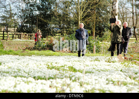 Besucher auf Hodsock Priory pausieren, Foto Schneeglöckchen auf einem Tablettgerät im Hodsock Wald, Blyth, Norden Nottinghamshire Stockfoto