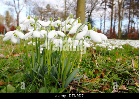 Klumpen von Schneeglöckchen (Galanthus nivalis) Blüte im sommergrünen Wäldern an Hodsock Priorat während der jährlichen Snowdrop offenen Gärten, Nottinghamshire, Großbritannien Stockfoto