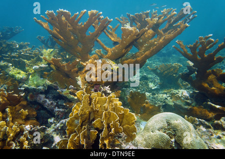 Unterwasserlandschaft in einem schönen Korallenriff, Atlantik, Bahamas-Inseln Stockfoto