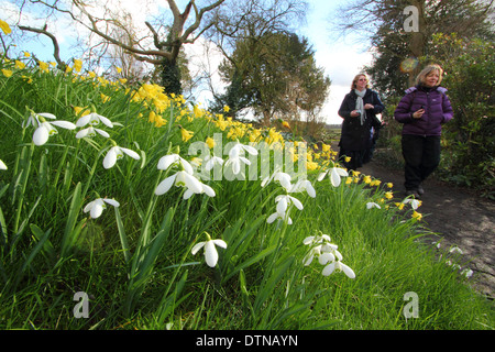 Die Besucher zu Fuß von Schneeglöckchen und Naricssus 'Cedric Morris' in der offenen Garten Saison bei Hodsock Priory, Nottinghamshire, UK Stockfoto