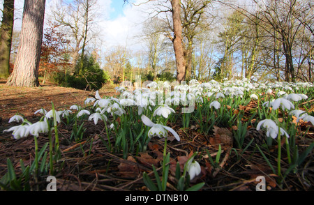 Low Angle Nahaufnahme von Schneeglöckchen (Galanthus flore pleno ) Blühende in einem bewaldeten Garten an Hodsock Priory, Notts, England, Großbritannien Stockfoto