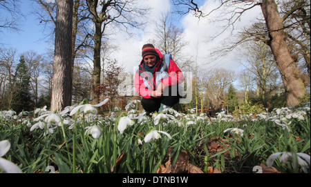 Besucher Hodsock Priory in Nottinghamshire Fuß durch den Wald bedeckt in Abweichungen der Schneeglöckchen (Galanthus Navalis) Februar Stockfoto