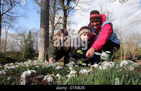 Besucher Hodsock Priory in Nottinghamshire Fuß durch den Wald bedeckt in Abweichungen der Schneeglöckchen (Galanthus Navalis) Februar Stockfoto