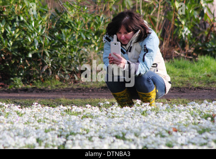 Frau Besucher fotografiert Schneeglöckchen (Galanthus Nivalis) auf ihrem Smartphone in einem Wald bei Hodsock Priory, Nottinghamshire, UK Stockfoto