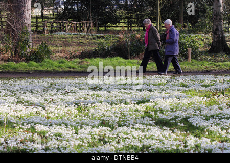 Besucher des Hodsock Priory in Nottinghamshire wandern durch bewaldete Wälder Bei Schneeverwehungen (Galanthus nivalis) Februar Stockfoto