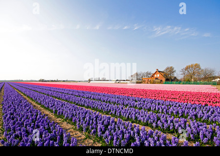 Bunte Frühjahr Tulpenfelder in den Niederlanden Stockfoto