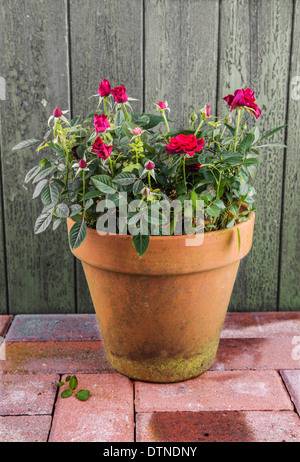 Eine alte Terrakotta-Blumentopf auf einer Terrasse mit roten Rosen Stockfoto