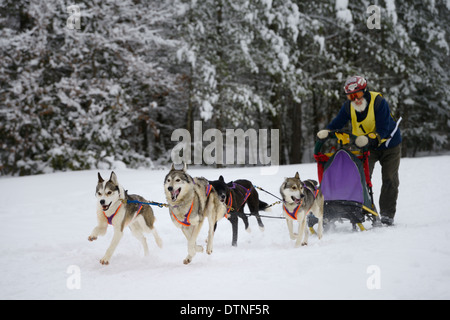 Ältere männliche Musher, vorbei an verschneiten Wald auf vier Hundeschlitten Veranstaltung in Marmora Ontario snofest Stockfoto