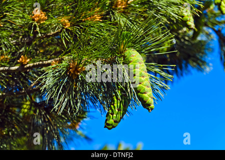 Pinus Peuce (Mazedonische Kiefer) gegen den blauen Himmel closeup Stockfoto