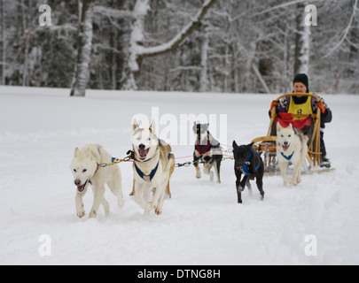 Crouching männlich Musher mit sechs seppala sleddogs zu Beginn der 10 Meile Rennen in frischem Schnee mühltroff Ontario snofest Stockfoto