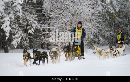 Zwei sechs Hund-Hundeschlitten-Teams nach dem Verlassen des Waldes trail nach einem Neuschnee Marmora Snofest Ontario Kanada mit Schnee Bäume bedeckt Stockfoto