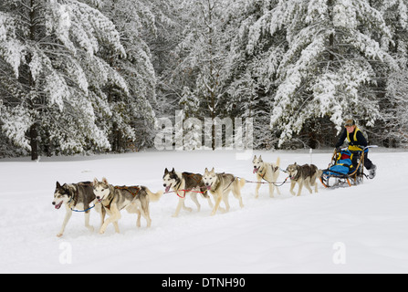 Junge Rennen Musher drängen sechs Seppala Husky Schlittenhund Schlitten bei Marmora Snofest Ontario Kanada mit Schnee bedeckten immergrünen Bäumen Stockfoto