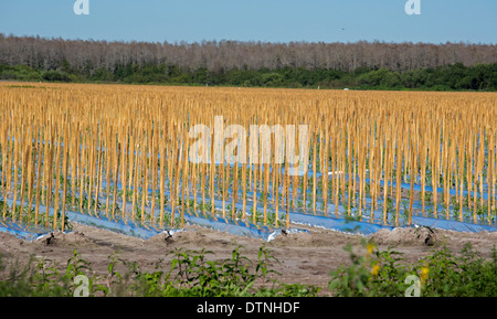 Immokalee, Florida - Einsätze in einem Feld wo Tomatenpflanzen beginnen zu wachsen. Stockfoto