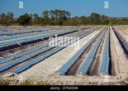 Immokalee, Florida - Reihen von Tomatenpflanzen beginnt in Süd-Florida zu wachsen. Stockfoto