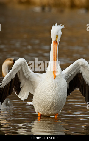 Amerikanischer weißer Pelikan in White Rock Lake, Dallas, Texas, USA Stockfoto