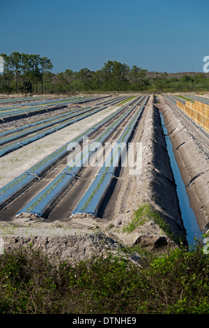 Immokalee, Florida - Reihen von Tomatenpflanzen beginnt in Süd-Florida zu wachsen. Stockfoto