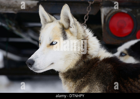 Nahaufnahme von Seppala Siberian Husky Schlittenhunde mit blauen Augen, die darauf warten, genutzt werden, für einen Hundeschlitten Rennen Marmora Snofest Ontario Kanada Stockfoto