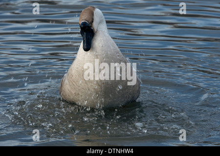 Chinesische Gans in White Rock Lake, Dallas, Texas, USA Stockfoto