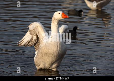 Chinesische Gans in White Rock Lake, Dallas, Texas, USA Stockfoto