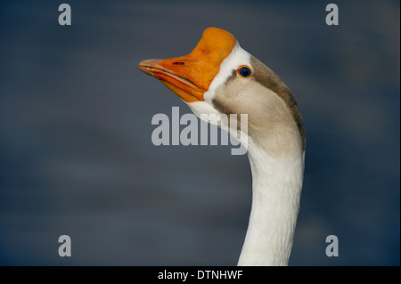 Chinesische Gans in White Rock Lake, Dallas, Texas, USA Stockfoto