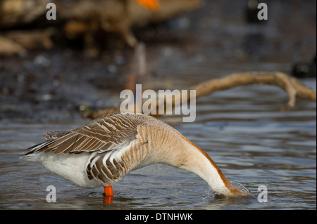 Chinesische Gans in White Rock Lake, Dallas, Texas, USA Stockfoto