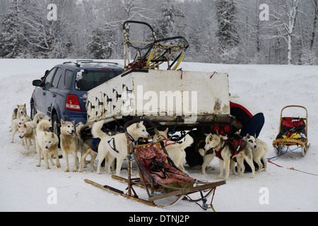 Teams von Seppala Siberian Husky Schlittenhunde gebunden zu einem Anhänger, die darauf warten, genutzt werden, um Hundeschlitten für den Rennsport Marmora Snofest Ontario Kanada Stockfoto