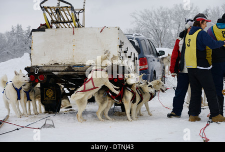 Begierig Teams von Seppala Siberian Husky Schlittenhunde gebunden zu einem Anhänger, die darauf warten, zu Hundeschlitten für den Rennsport Marmora Snofest Ontario Kanada angehängt werden Stockfoto